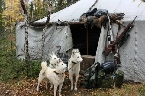 Охота с лайками в тайге