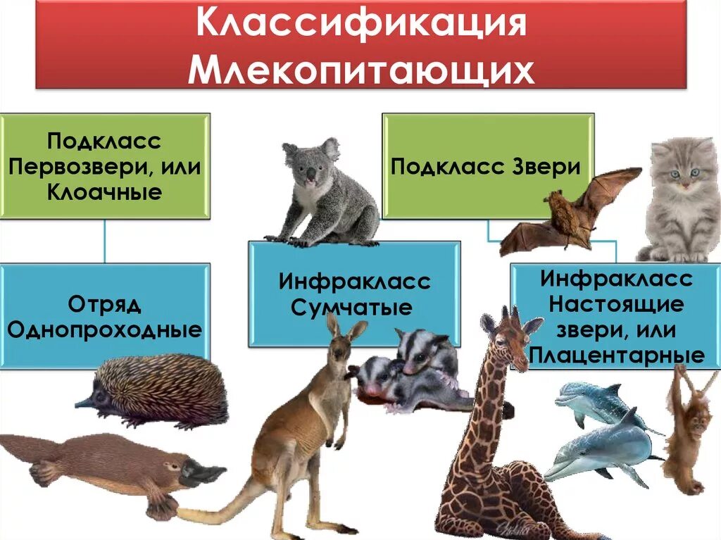 Систематика животных млекопитающие. Систематика млекопитающих отряды. Схема подклассов млекопитающих. Схема классификации млекопитающих 7 класс. Группа животных в биологии 5