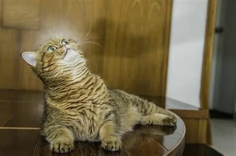 Үйдегі жеке әуесқой транни порно