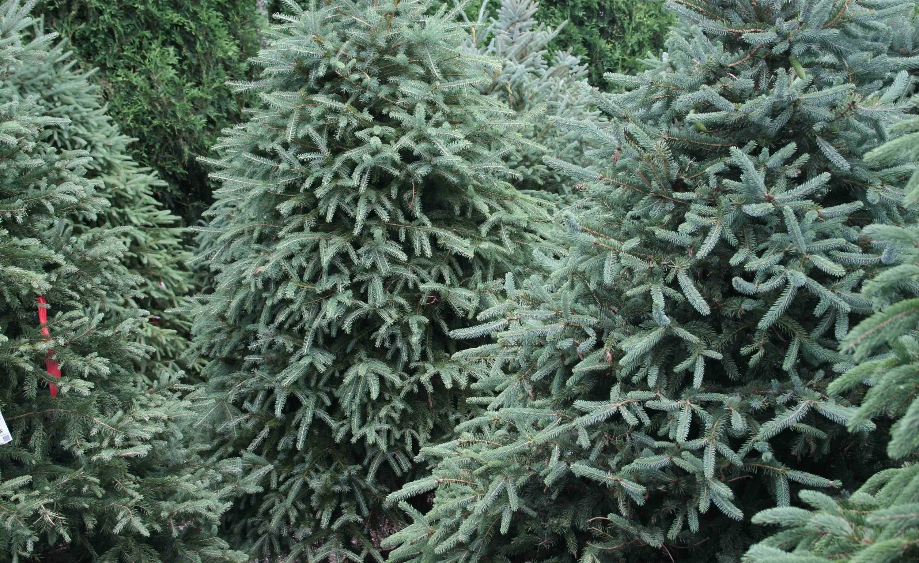 Ель Picea Mariana Beissneri. Ель черная Picea Mariana. Ель черная Байснери. Ель черная (Picea Mariana) Nana.