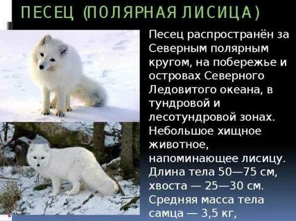 Писец окраска слова