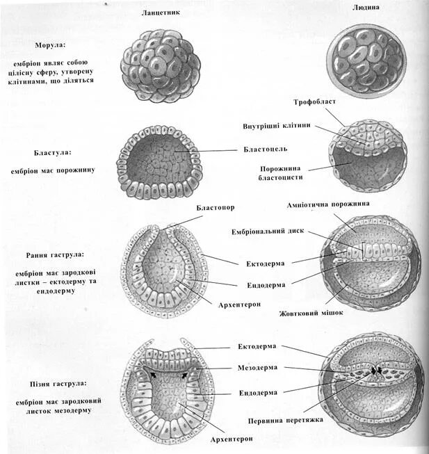 Зигота морула бластула гаструла нейрула. Стадии морула бластула гаструла. Начальные стадии развития ланцетника. Строение морулы.