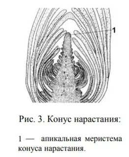 Конус нарастания стебля строение и функции