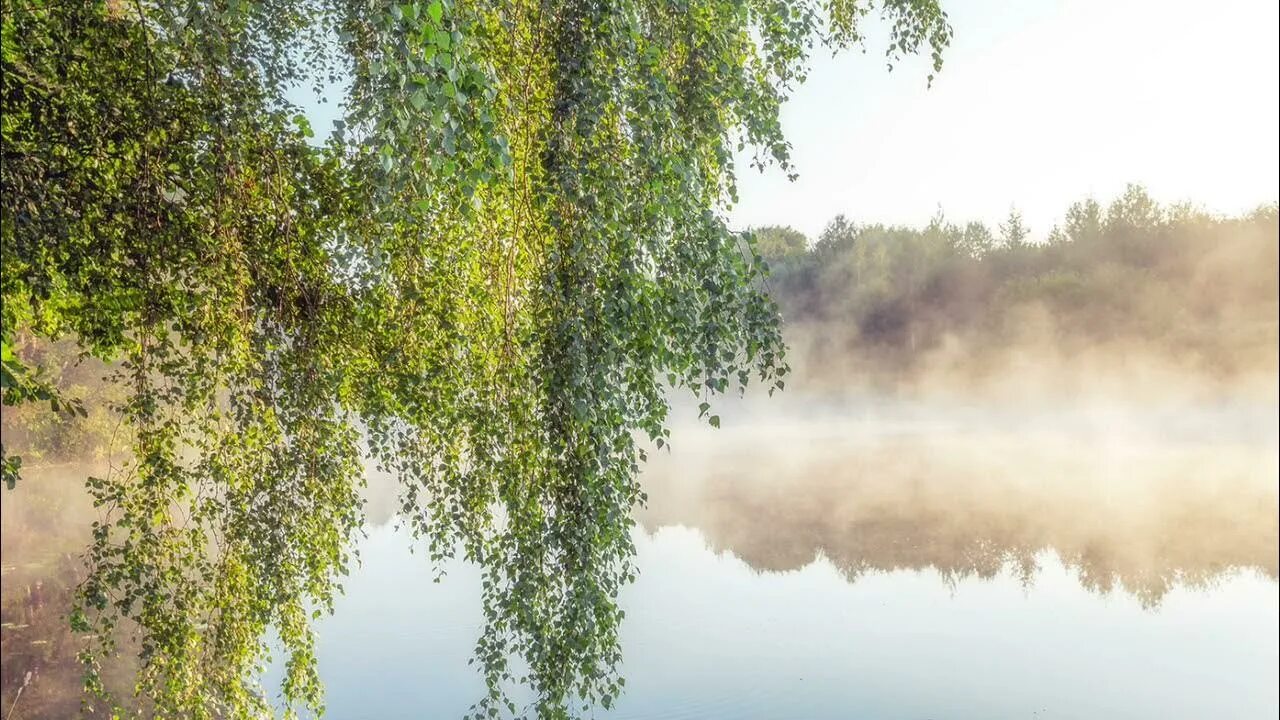 С. Есенина "с добрым утром". Туман над прудом. Береза река туман. Береза над водой. Утро дышало свежестью