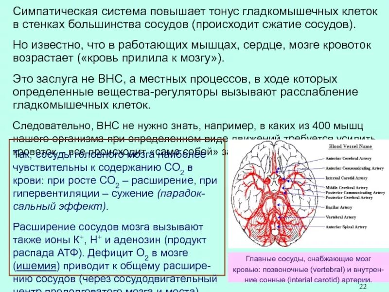 Сосудисто вегетативная дистония головного мозга. Расширение артерии в мозгу. Симптомы дистонии сосудов головного мозга. Сужение артерий головного мозга. Расширение стенок сосудов