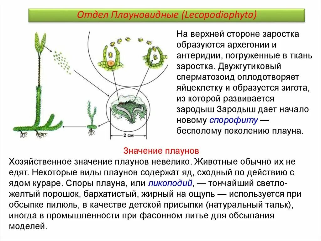 Деление клеток архегония. Архегонии и антеридии плаунов. Способы размножения плауновидных. Отдел Плауновидные. Архегонии плаунов.