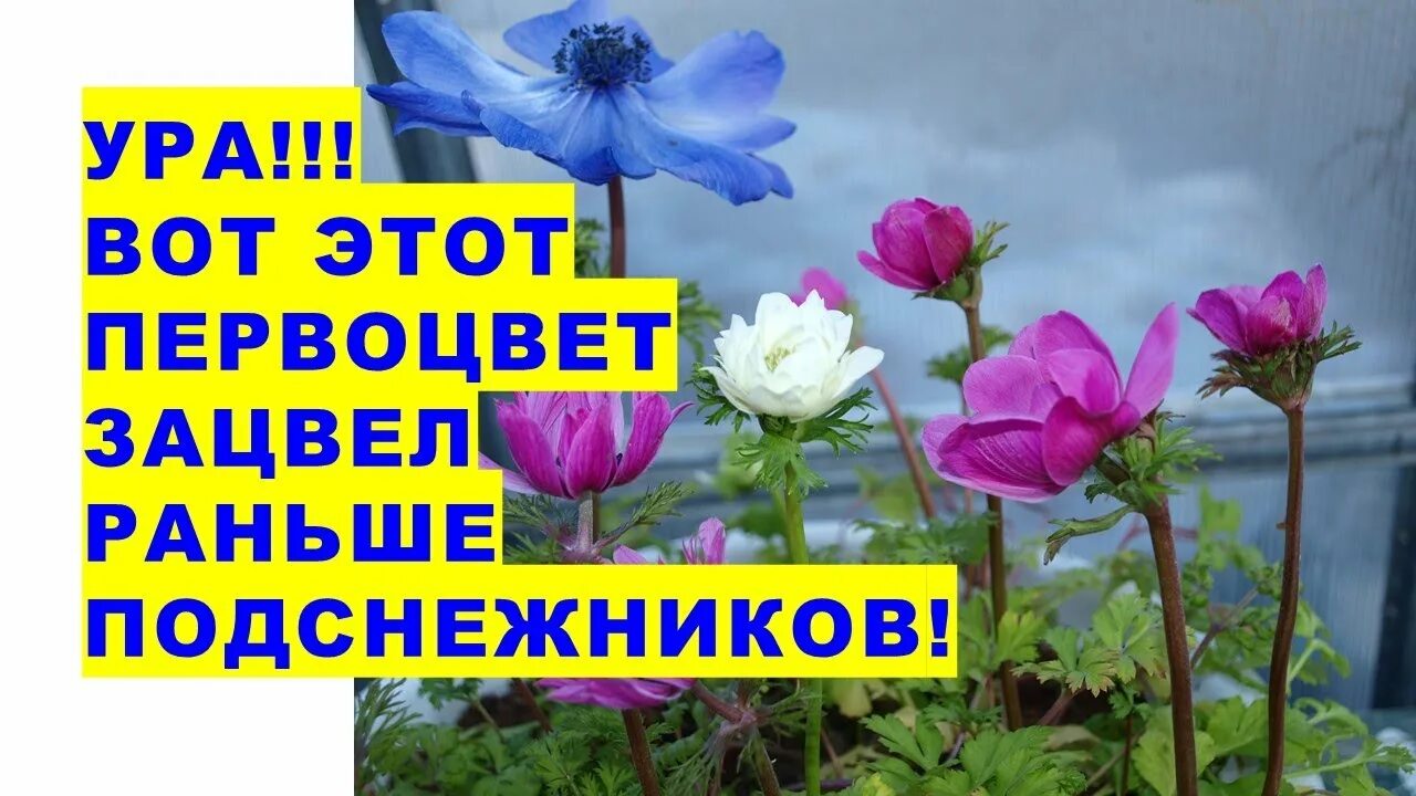 Как заставить раньше цвести раньше. Какие цветы зацветают раньше всего.