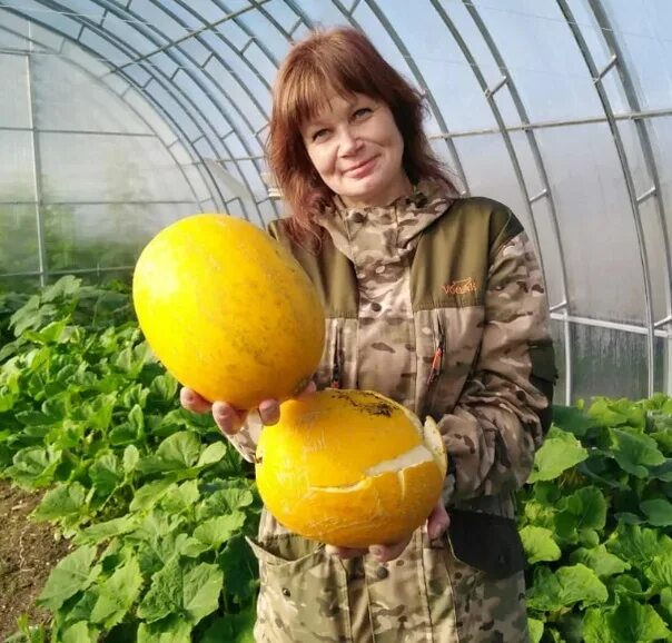 Как вырастить дыню в теплице в ленинградской. Дыня колхозница в теплице. дыня в парнике. тепличные арбузы. парник для арбузов.