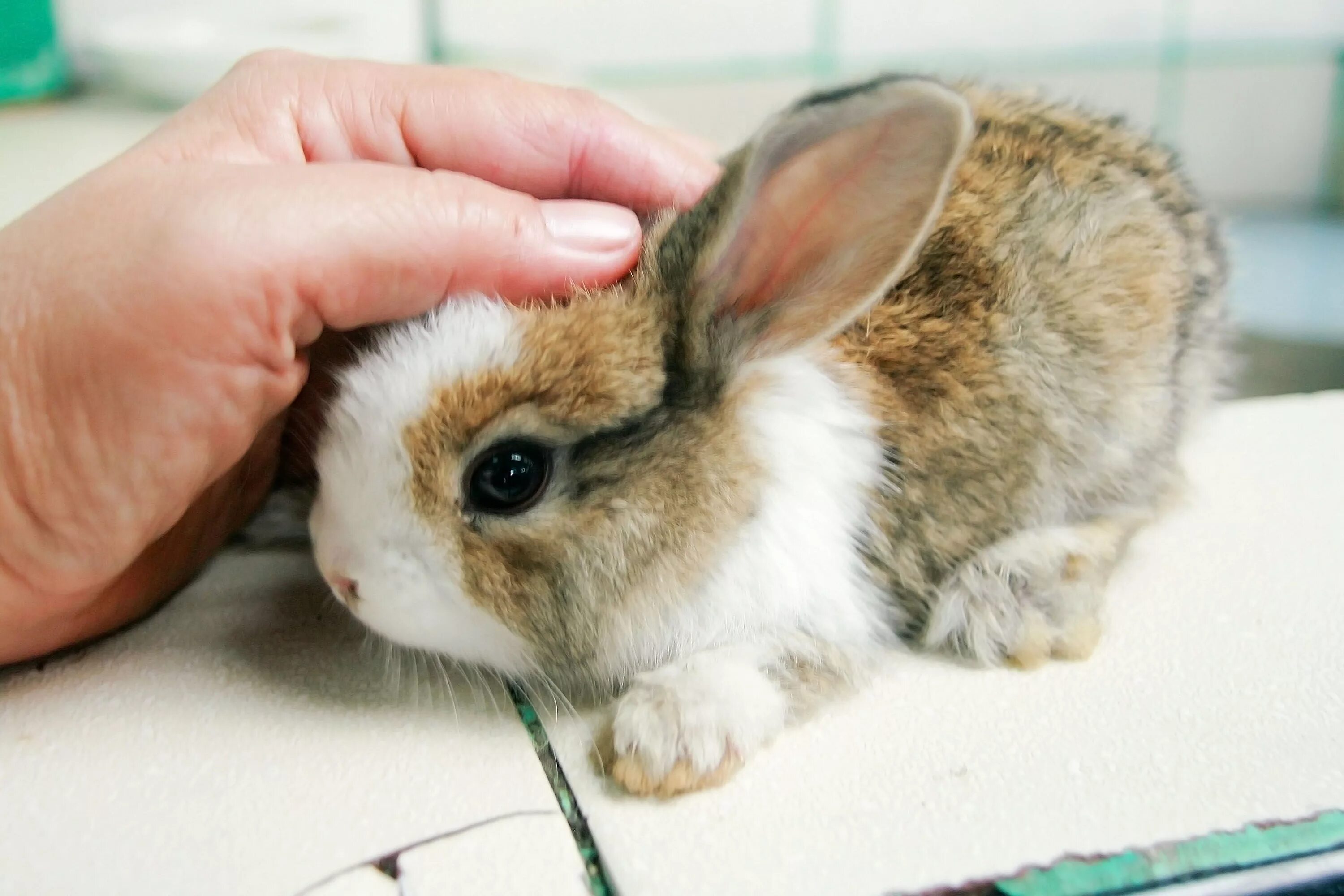 I a pet rabbit. Декоративный кролик. Кролик домашний декоративный. Домашние кролики декоративные. Карликовый кролик.