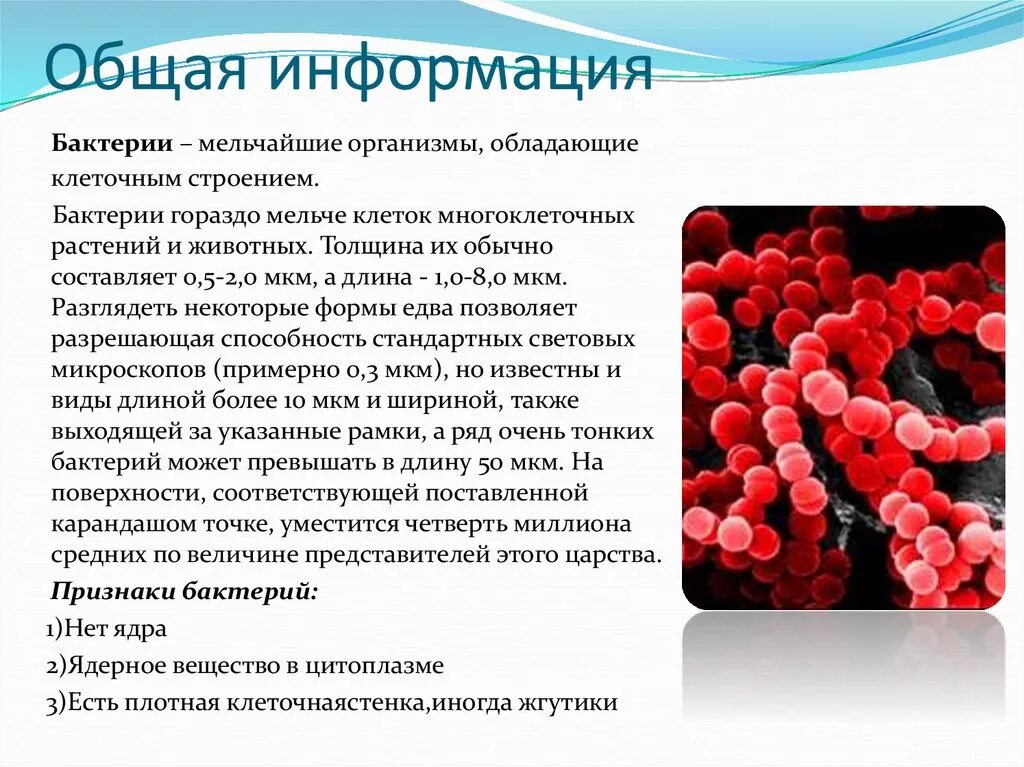 Доклад о бактериях. Особенности строения и жизнедеятельности бактерий 5 класс. Биология 5 класс микроорганизмы бактерии. Отделы царства бактерий. Сделайте вывод о разнообразии форм тела бактерий