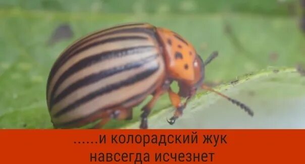 Личинка колорадского жука фото. Колорадский жук презентация. Личинка колорадского жука фото. Колорадский язык. Колорадский жук ареал.