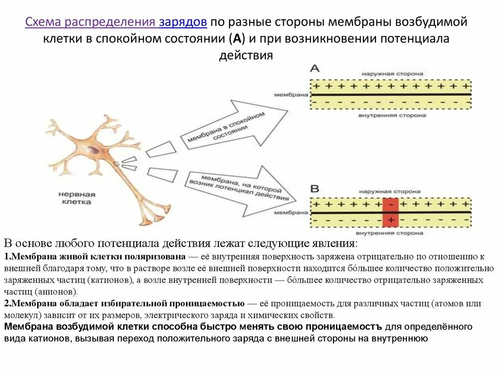 В состоянии относительного физиологического покоя. Схема потенциала действия нервной клетки. заряд мембраны клетки возбудимых тканей. мембрана нервной клетки схема. схема потенциала покоя нервной клетки.