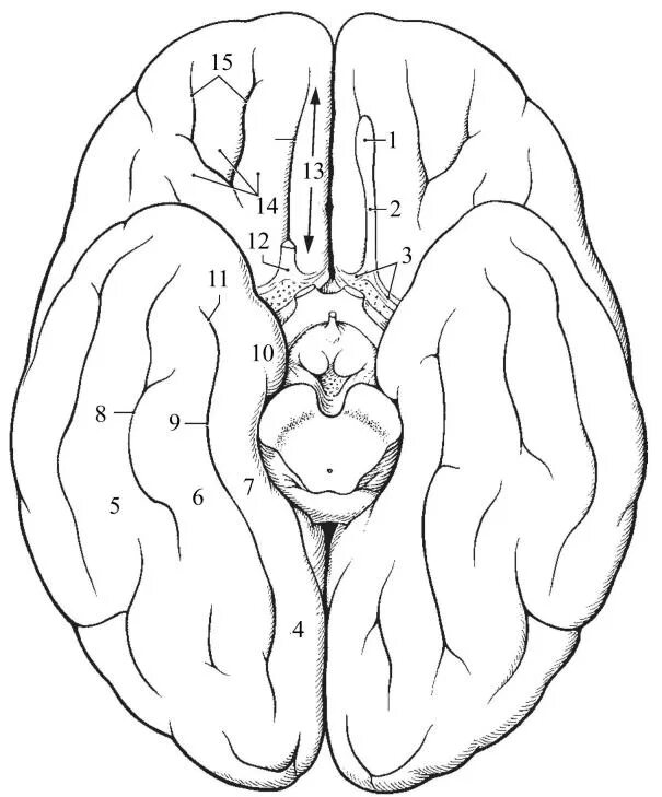 Мозг без полушарий. Извилины головном мозге анатомия нижняя поверхность. Нижняя поверхность полушарий большого мозга. Нижняя поверхность полушария головного мозга. Извилины нижней поверхности полушария большого мозга.