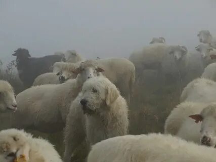 Они пасут овец