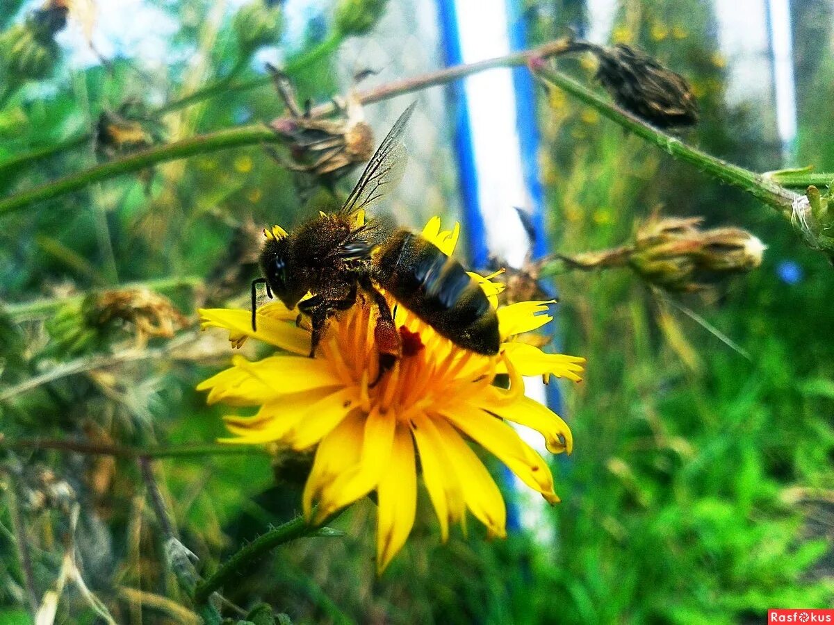 Cuphead боссы пчела. Чип и дейл пчелы дело рискованное. Пчелы спешат. Пчела шмель шершень. Куда спешит пчела, и куда спешит бабочка.