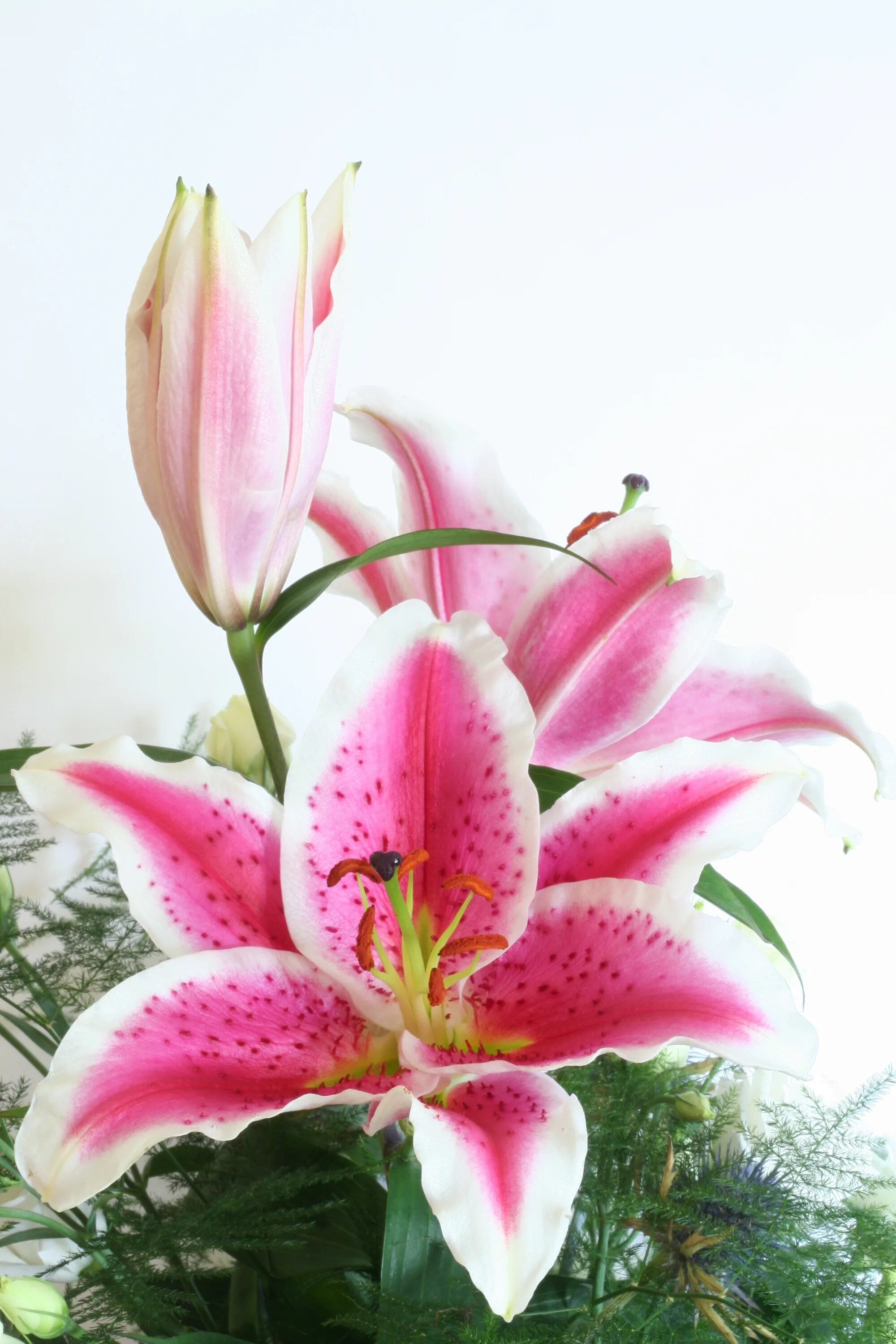 Lily picture