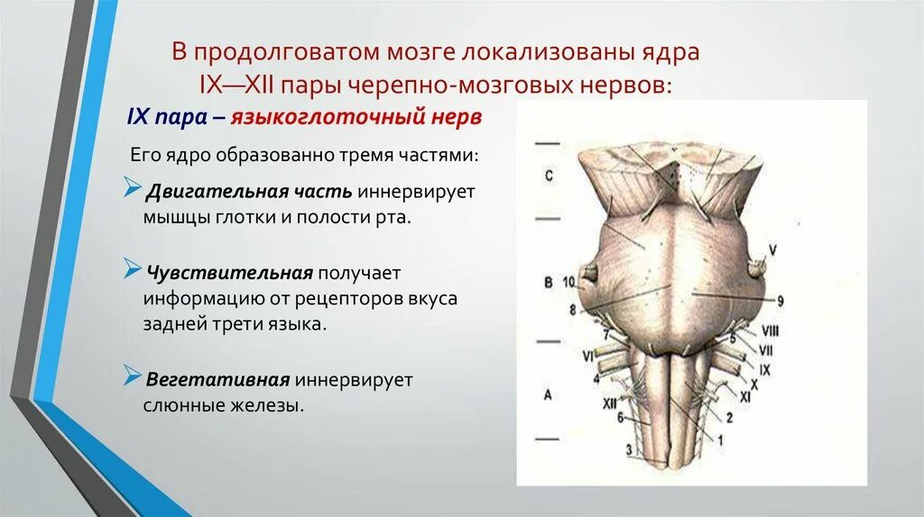 Какие ядра в черепных нервах. Ядра черепных нервов продолговатого мозга. Перечислите Черепные нервы продолговатого мозга. Продолговатый мозг пары черепных нервов. Черепно мозговые нервы продолговатого мозга.