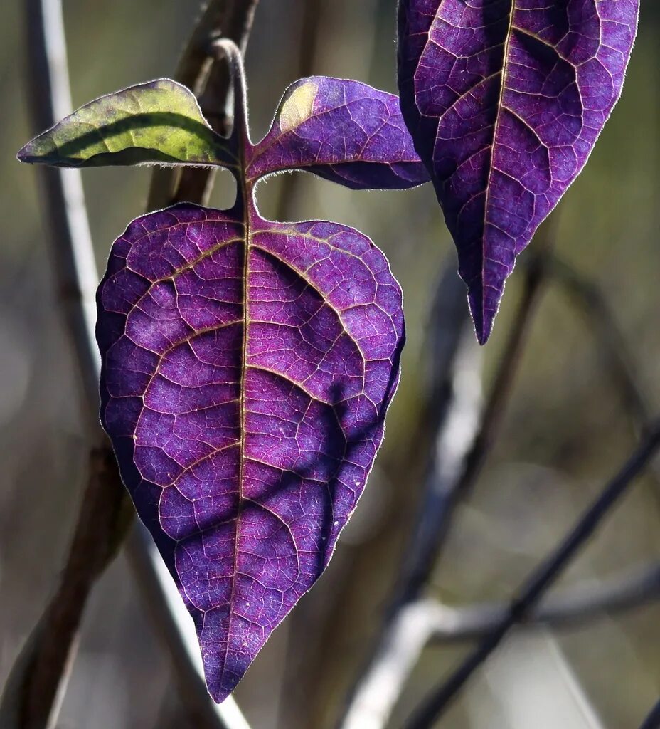 Темно фиолетовые листья растение. Фиолетовые листья. Фиолетовый Лис. Лист в сиреневых тонах. Зелено фиолетовые листья.