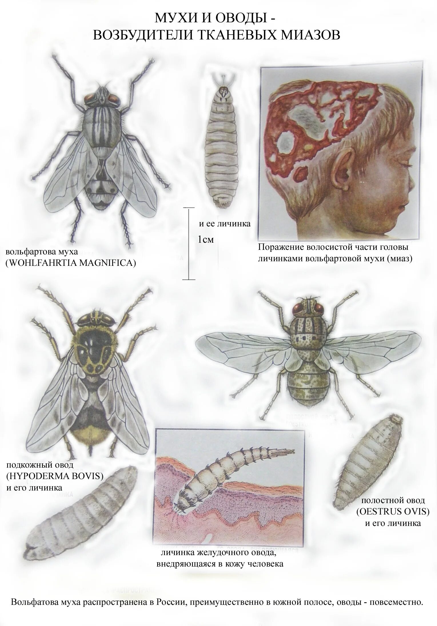 Представляют ли опасность для человека личинки таежного. Вольфартова Муха цикл. Вольфартова Муха строение. Вольфартова Муха личинки на человека. Жизненный цикл кожного овода.