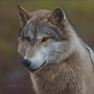 Daniels wolf