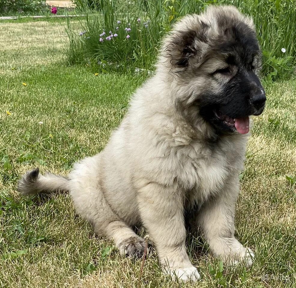 кутята кавказской овчарки. кутята кавказской овчарки. собака кавказская овчарка. кавказская овчарка щенк. щенок кавказца.