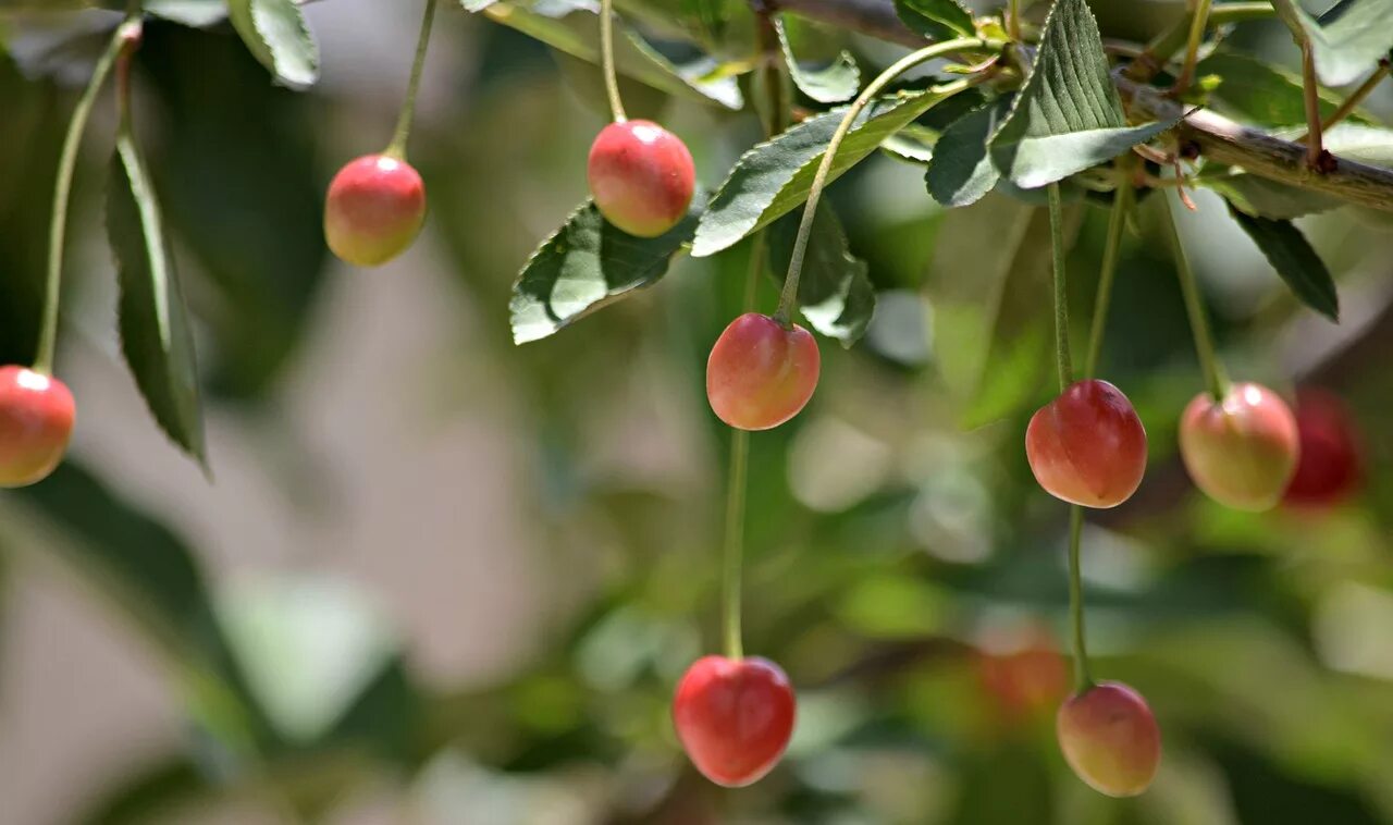 Неспелая черешня. Плодоножки вишни. Неспелая вишня. Неспелая вишня. Вишня сорт расплетка.
