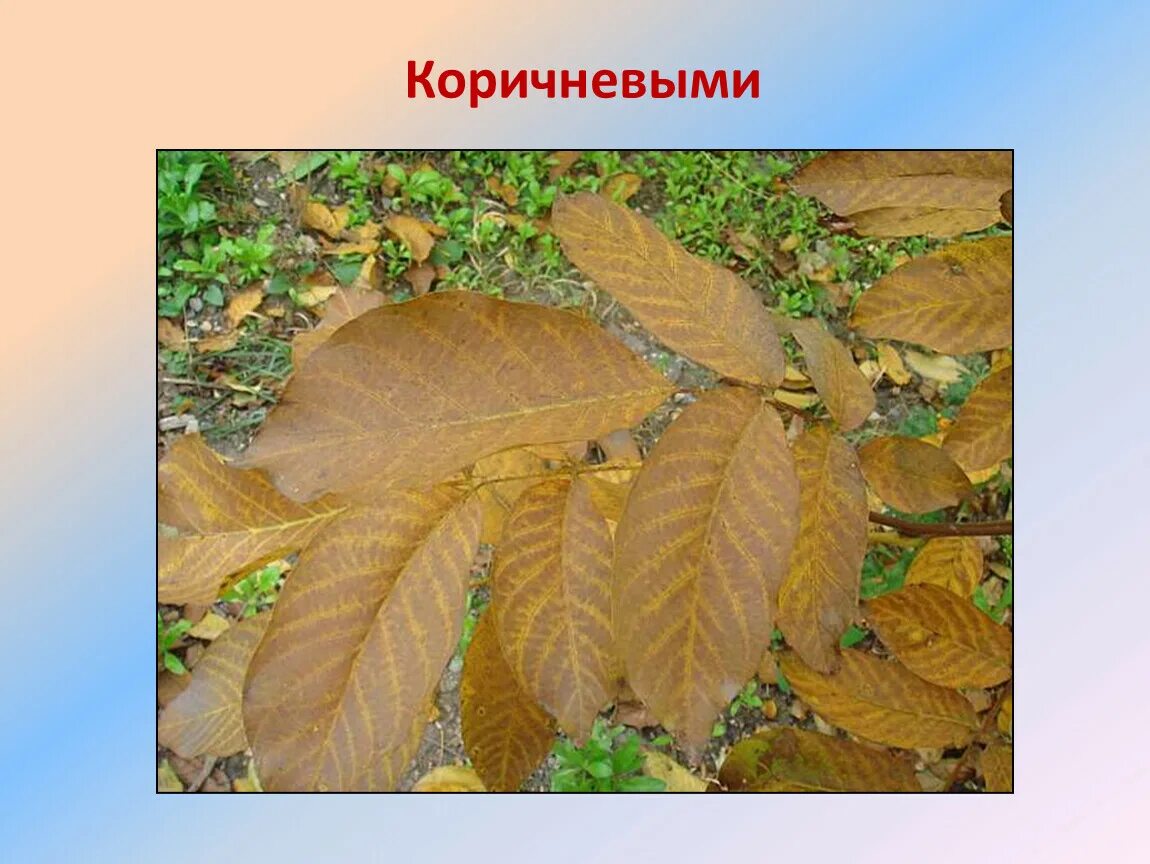 Какие бывают листья осенью. Бывают коричневые листья. какие бывают листья фото в природе.