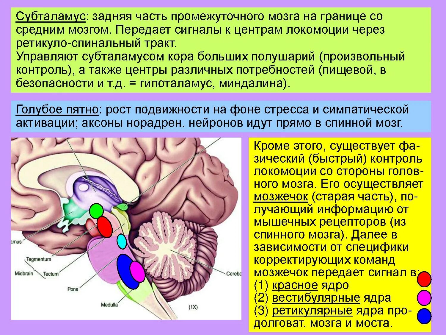 Эпиталамус и субталамус. Таламус гипоталамус эпиталамус субталамус. Субталамус функции. Ядра промежуточного мозга анатомия. Нервные центры промежуточного мозга