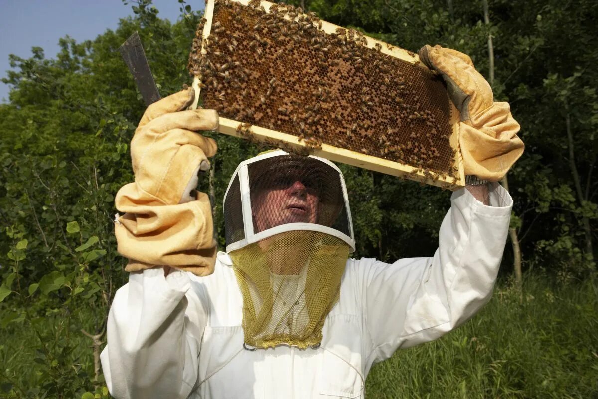 Пчелы пасека. Пчеловод на пасеке. Пасечник с пчелами. Пасечник пчеловод.