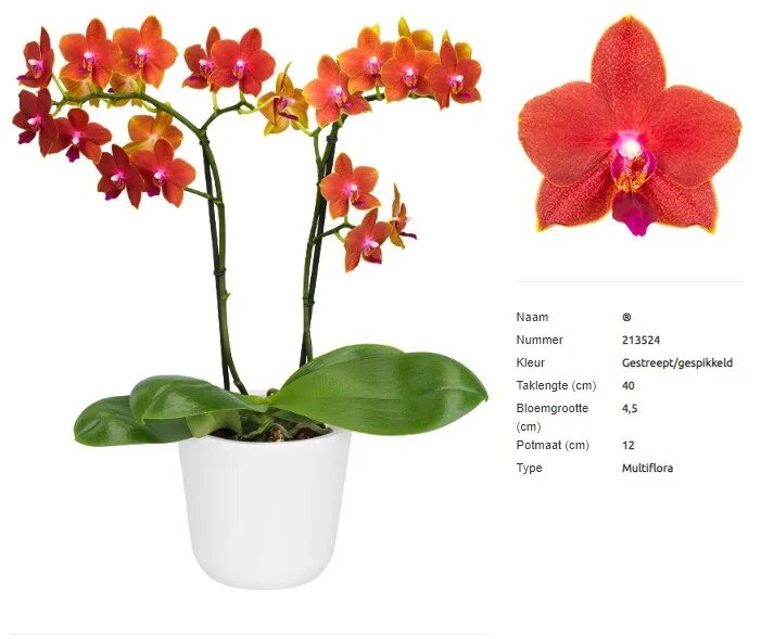 Фаленопсис мультифлора сорта. 7 орхидеи это что. Размеры орхидей. Размеры орхидей. Фаленопсис мериклон.