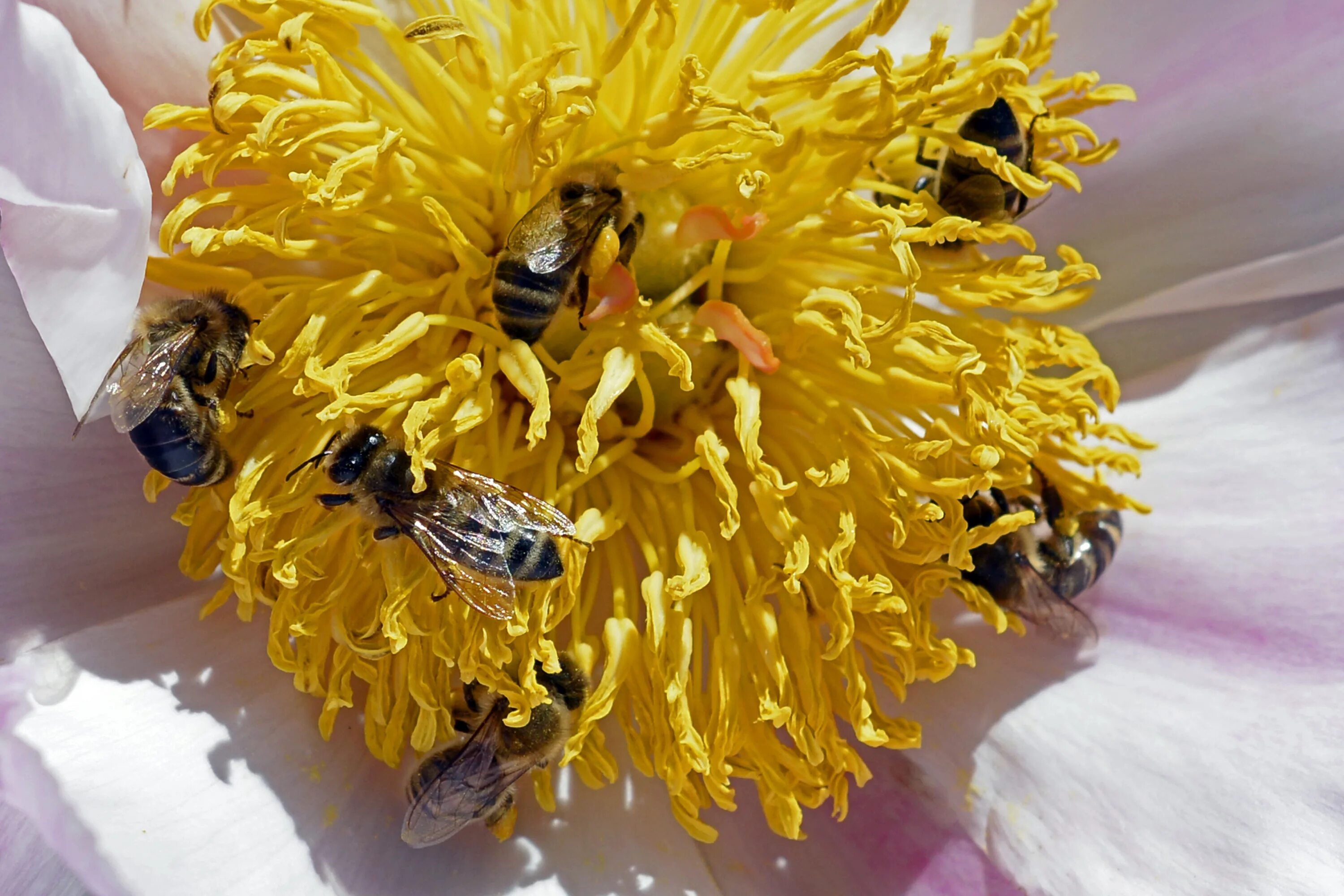 Собирает нектар и пыльцу. Среднерусская медоносная пчела. Пчелы пыльца опыление. Нектар цветы пчелы. Пчелки медоносы.