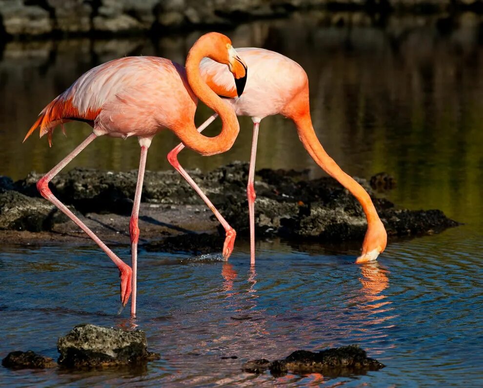 индонезия драконы комодо. остров пиг бич багамы. галапагосские пингвины пингвины. пиг-бич багамские острова. нассау багамские остров свиней.