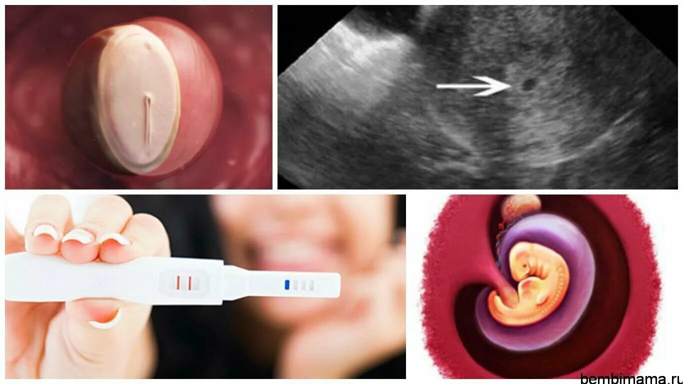 Реакция на 4 беременность. Плод на 4 неделе беременности. Эмбрион на 3-4 недели беременности.