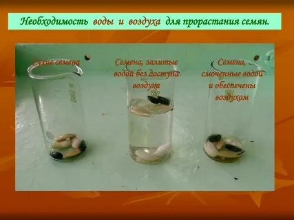 Семенам для прорастания необходим свет