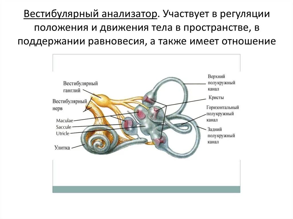 Орган равновесия вестибулярный. Функции периферического отдела вестибулярного анализатора. Вестибулярная сенсорная система строение. Вестибулярный аппарат (анализатор равновесия) строение функции. Схема строения вестибулярного анализатора.