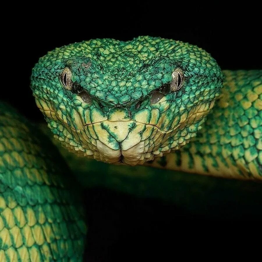 Собакоголовый питон. Голова змеи со вздернутым носом. Собакоголовый удав зубы. Собака голова змея. Собака голова змея.