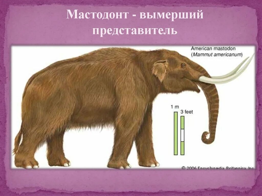 Мамонт и мастодонт разница. Что значит слово мастодонт. Американский мастодонт. Мастодонт и мамонт. Гребнезубый мастодонт.