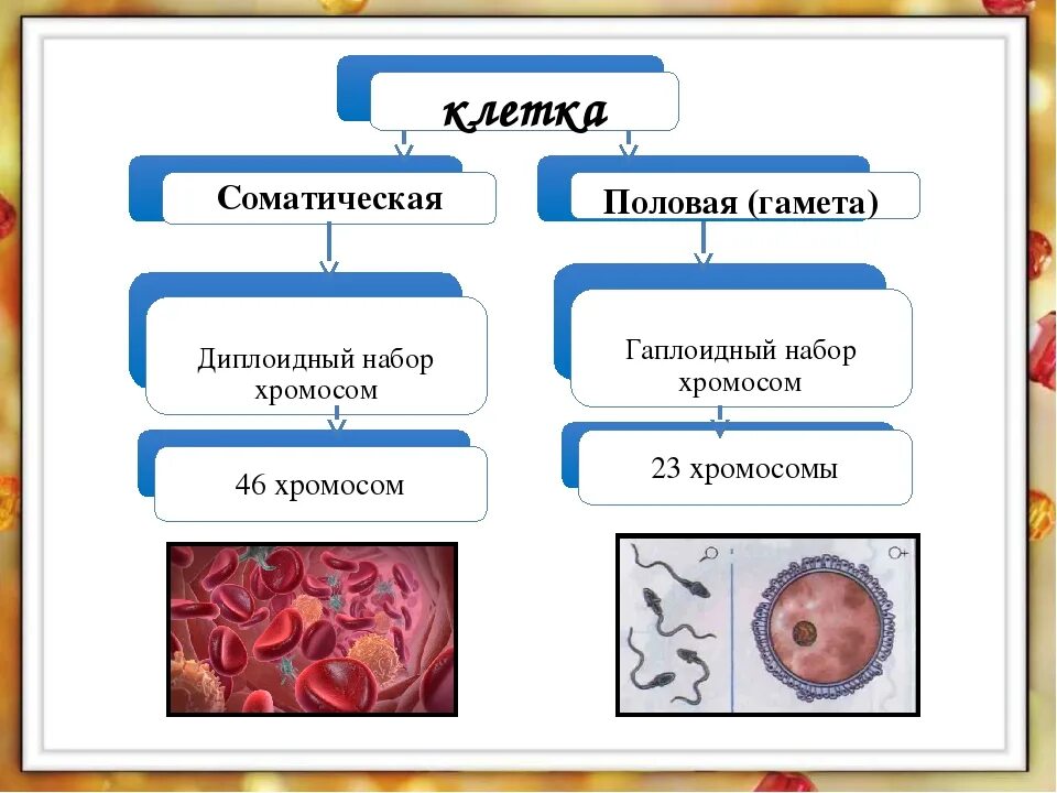 Чем отличаются половые клетки. Виды соматических клеток. Соматически и половые клетки. Соматическая и половая клетка. Клетки организма соматические и половые.