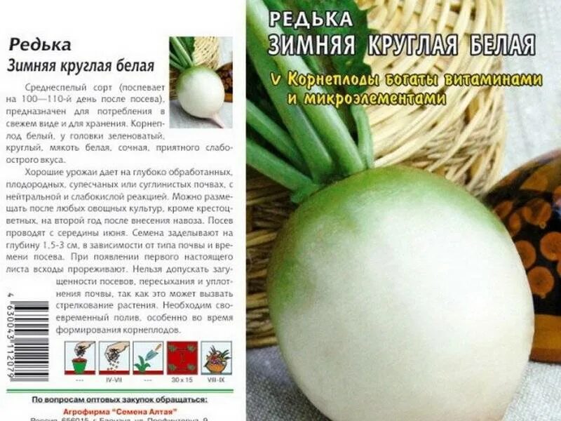 Дайкон сорта отзывы. Редька дайкон красная сорта. дайкон круглый белый сорта. дайкон сорт саша. редька зимняя круглая белая.