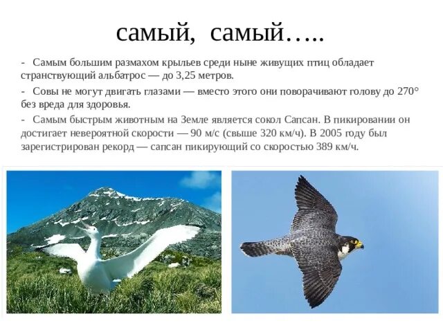 Самый большой размах крыльев. Странствующий альбатрос. Странствующий альбатрос размах крыльев с человеком. Самый большой размах крыльев. Самой большой размах крыльев.
