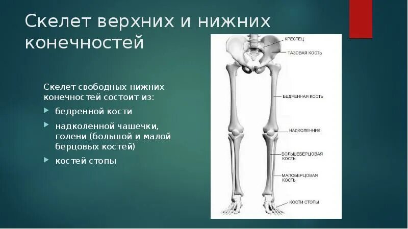 Кости свободной нижней конечности. Скелет верхних и нижних конечностей. Кости скелета верхних и нижних конечностей. Кости нижней конечности бедренная кость. Самая крупная кость свободных конечностей