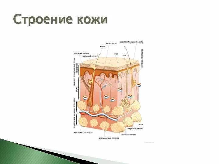 Строение кожи рисунок 4 класс. Строение кожи.