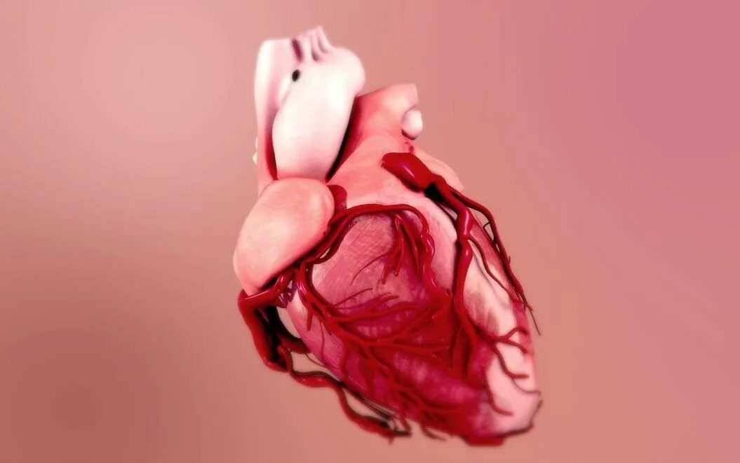Искусственные органы человека. Искусственные органы картинки. Тканевая инженерия сердца.