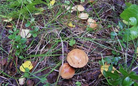 Какие грибы растут в сосновом