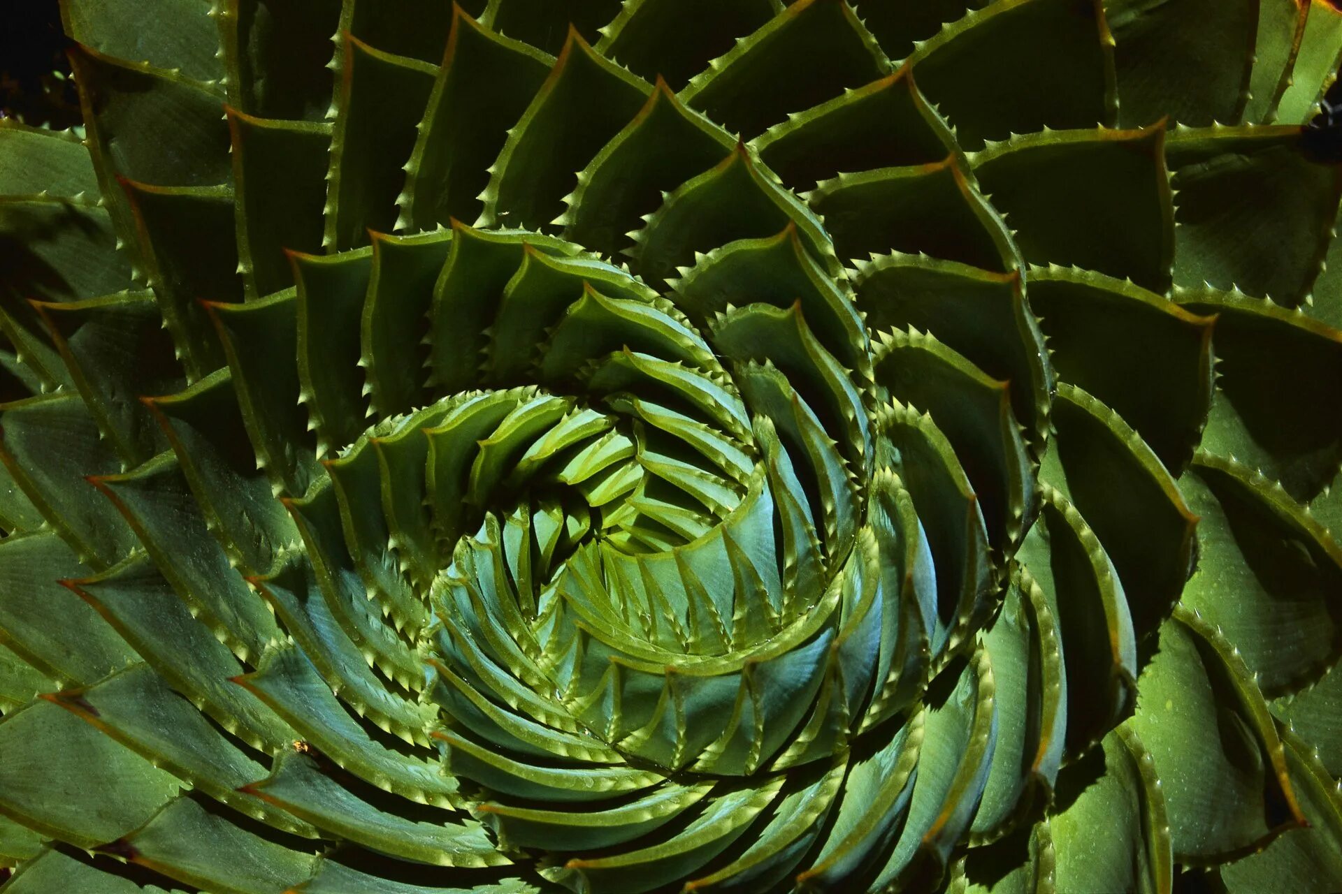 Необычная форма листьев. Онгаонга растение. Необычные красивые листья. Красивое литье. Необычная форма листьев.