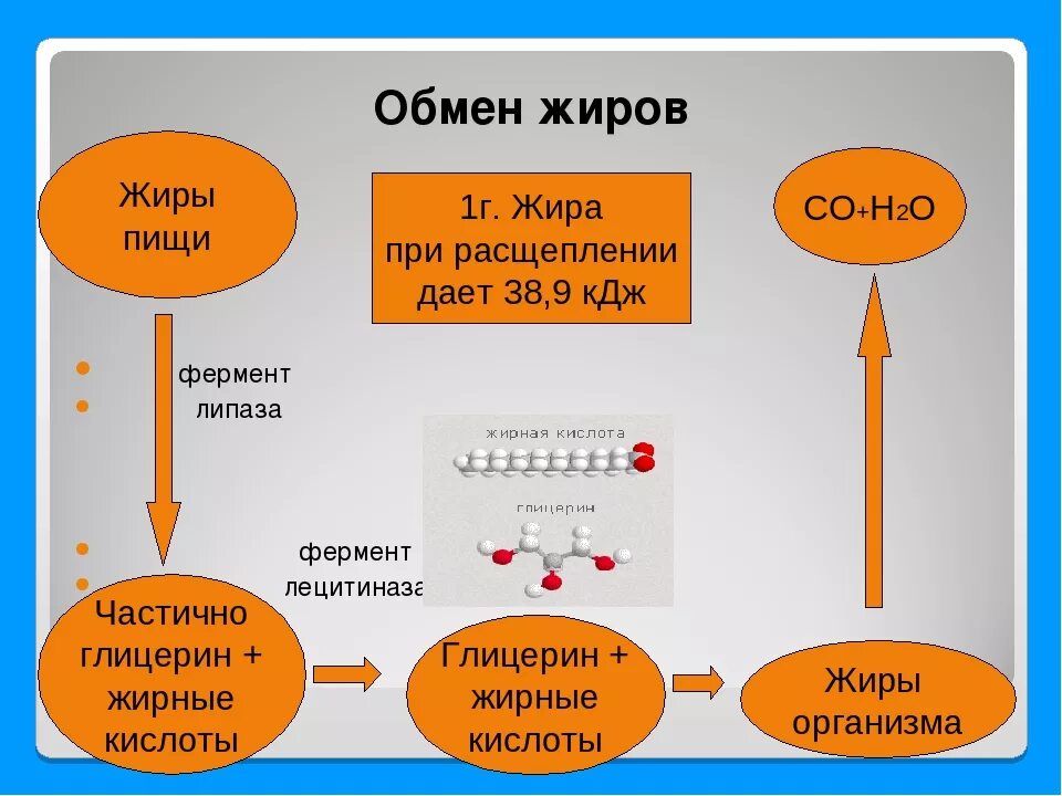 Процесс обмена жиров. Обмен жиров схема. Обмен жиров в организме человека схема. Метаболизм жиров схема. Изменения происходящие в жирах