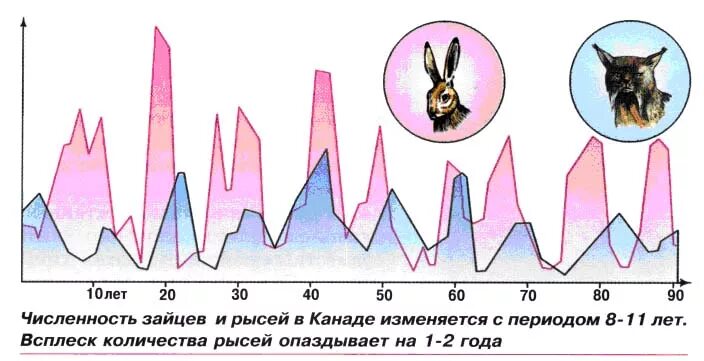 Экология Лекция 6. Популяции 2 Кривые выживания Возрастная структура Типы - през