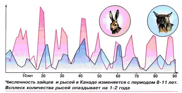 На графиках продемонстрированы изменения численности жертвы зайцев. Колебания численности популяции. Графики колебания численности. Периодические и непериодические колебания численности популяции. Динамика популяции колебания численности популяции.