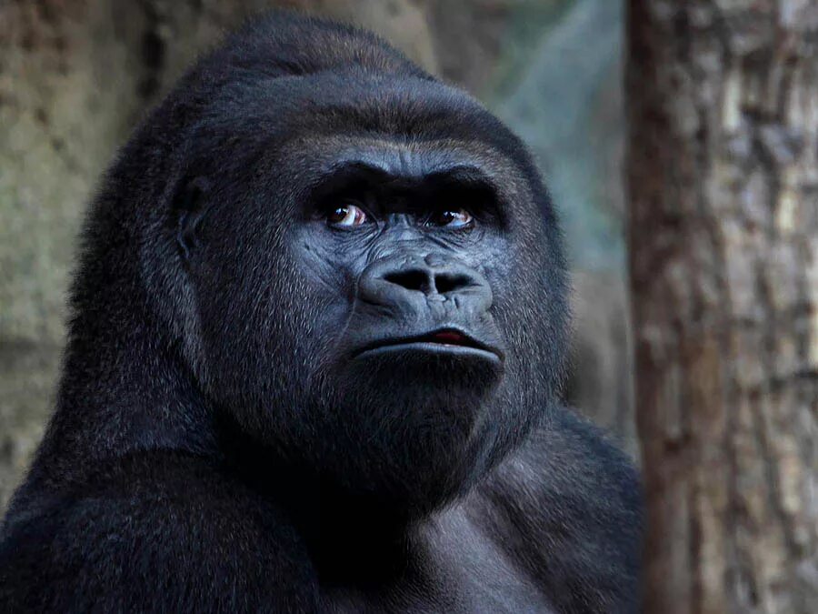 человекообразные обезьяны. бонобо стая. шимпанзе горилла орангутан. человекообразные обезьяны. мимика приматов.