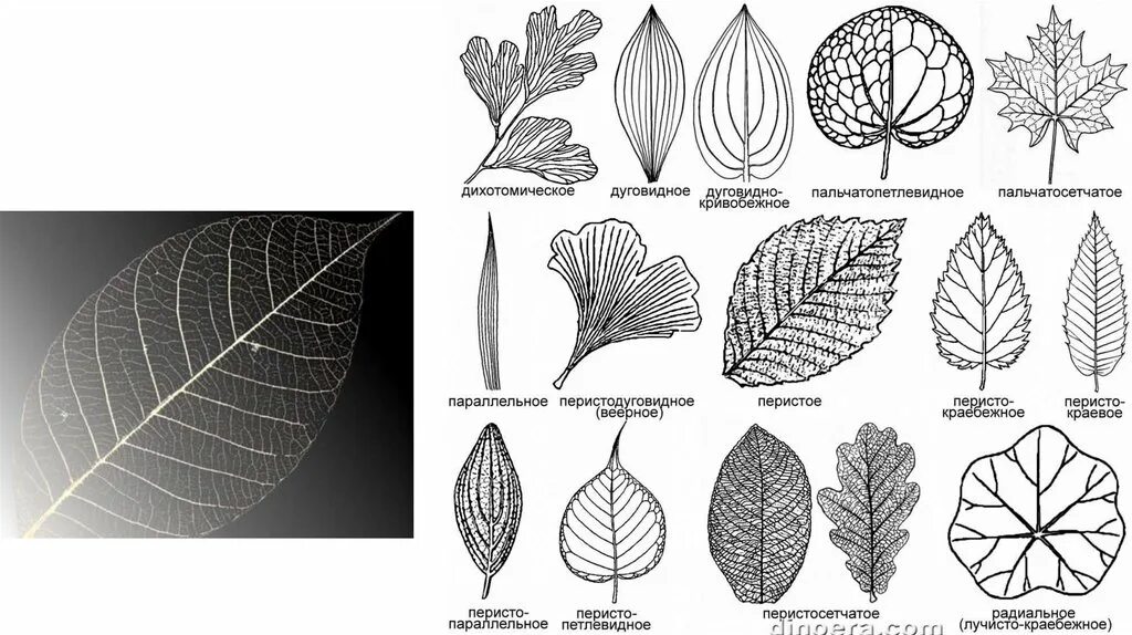 Параллельное 2 дуговидное 3 пальчатое 4 перистое. Жилкование листа фикуса. Плющ жилкование листа. Вяз жилкование листа. Жилкование листа груши.